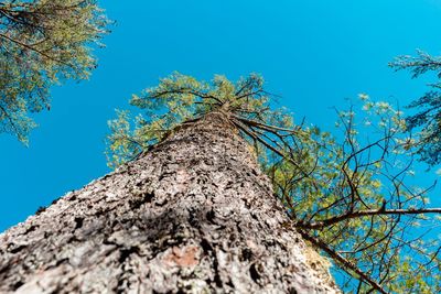 Low angle view of tree against blue sky