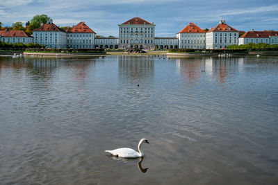 Swan swimming in lake against buildings