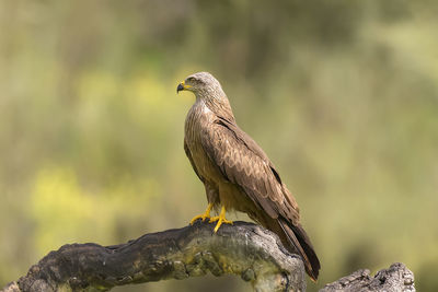 Close-up of eagle perching on rock