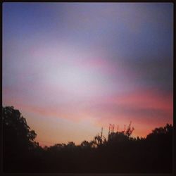 Silhouette of trees at sunset