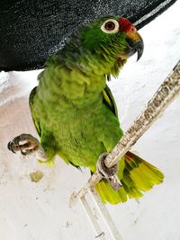 Close-up of parrot perching on leaf