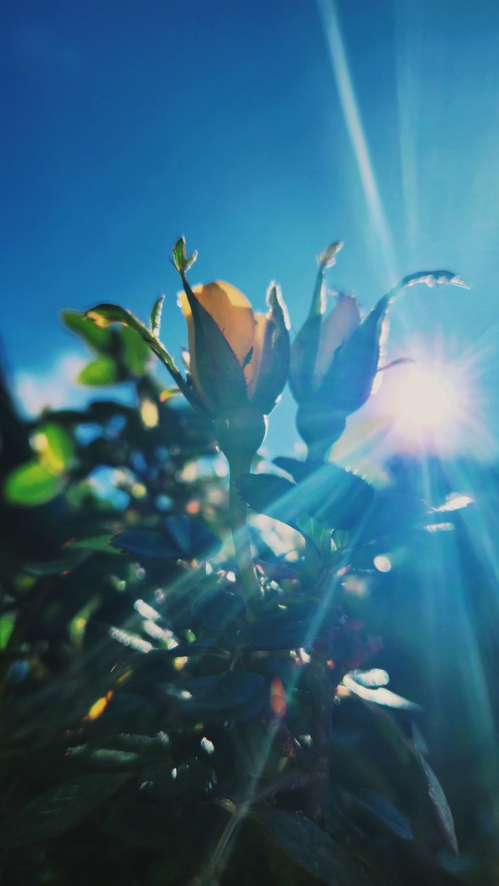 sunlight, blue, nature, macro photography, plant, leaf, plant part, light, flower, beauty in nature, green, no people, sky, branch, tree, outdoors, growth, close-up, reflection, day, freshness, tranquility, selective focus, sunbeam, lens flare