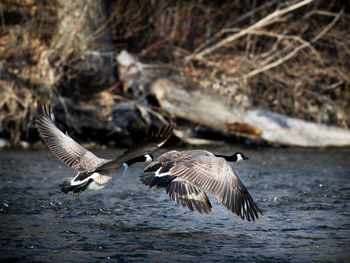 Seagulls flying over lake