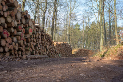 Stack of logs in forest