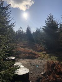 Scenic view of forest against sky