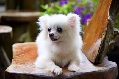 Close-up of a dog sitting on table