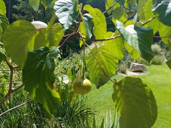 Close-up of spider web on plant