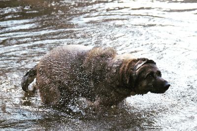 View of dog in water