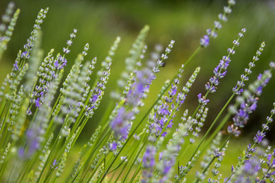 Close-up of purple flowering plants on field