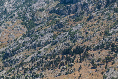 Full frame shot of trees on mountain