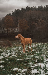 Dogs on field