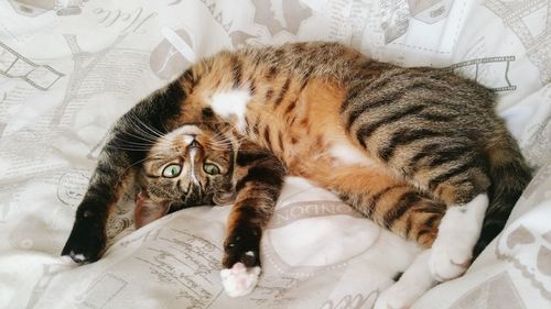 High angle view of cat stretching on bed at home