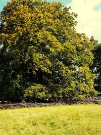 Trees on field against sky