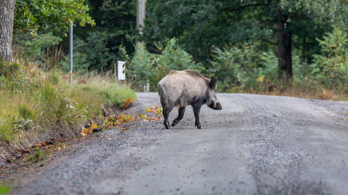 Wild boar on road