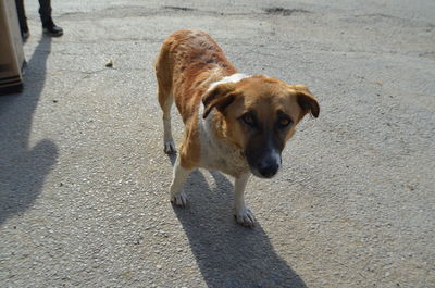 Dog looking away on street in city