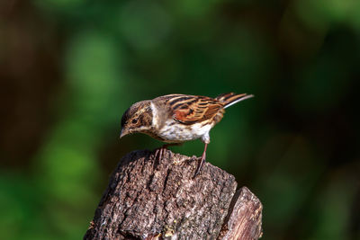 Close-up of bird perching outdoors