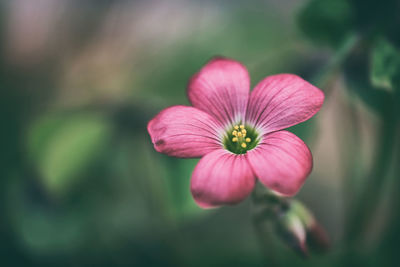 Close-up of pink flower