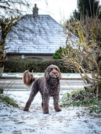 Dog standing on snow covered field