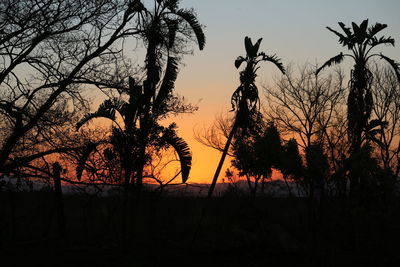 Silhouette trees against sky during sunset