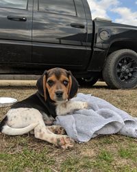 Portrait of a dog