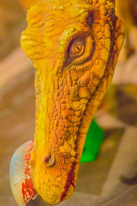 Close-up of a lizard