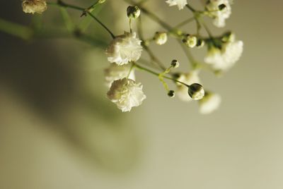 Close-up of white flowers