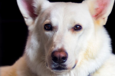 Close-up portrait of dog