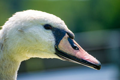 Close-up of swan