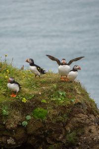 View of birds in the sea