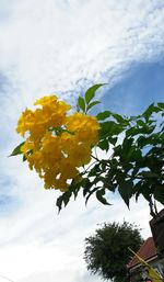 Low angle view of flower tree against sky