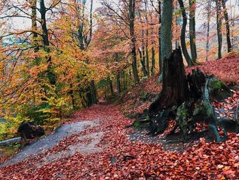 Trees in forest during autumn