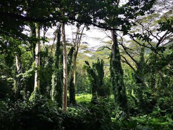 View of trees in forest