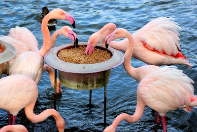 View of flamingos pecking grains