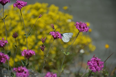 Close-up of butterfly pollinating on pink flowering plant