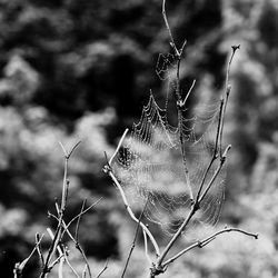 Close-up of spider web on plant