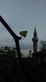 Close-up of plant against sky