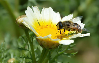 Close-up of bee on yellow flower