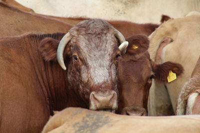 Portrait of cows at farm