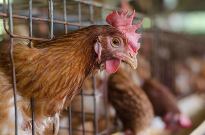 Close-up of rooster