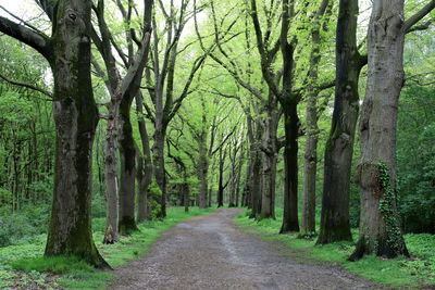 Road amidst trees in forest