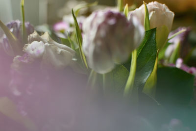 Close-up of flowers