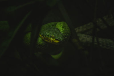 Close-up of green snake