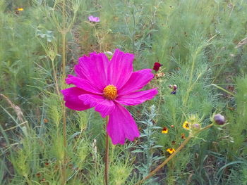 Close-up of pink cosmos flower on field