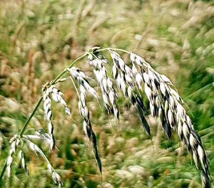 Close-up of crops on field