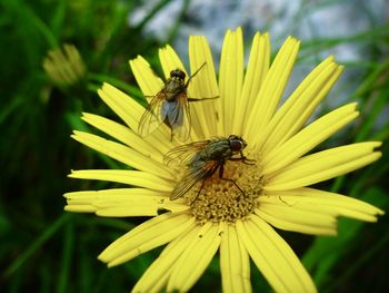 Close-up of bee pollinating on yellow flower