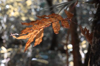 Close-up of dry maple leaves on tree