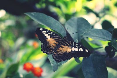 Close-up of butterfly pollinating flower