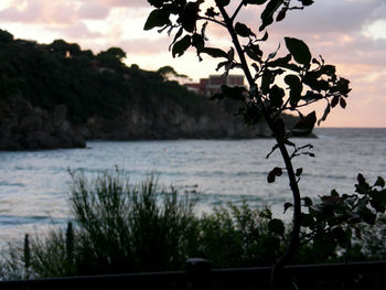Tree by sea against sky during sunset