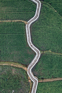 High angle view of agricultural field