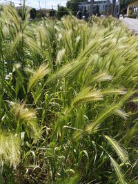 Close-up of crops growing on field